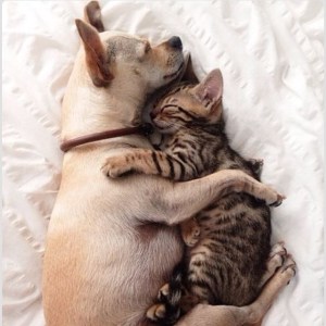 cat dog snuggling