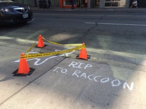 A makeshift crime scene is set up on Church Street, where a dead raccoon was found and left for over 13 hours before being picked up by a city worker in Toronto on Friday, July 10, 2015. width=