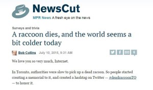 newscut Toronto Racoon