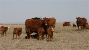 prairies drought cattle