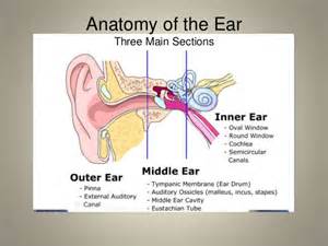 ear anatomy