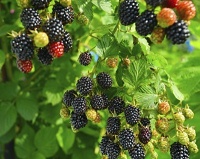 blackberry bush