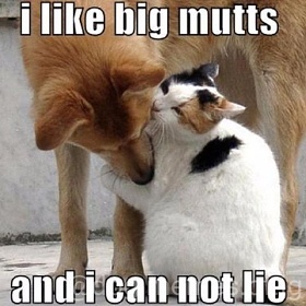 i like big mutts