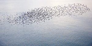 murmuration