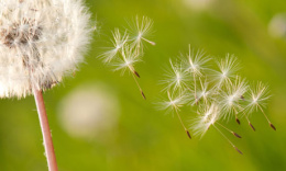 Dandelion seeds blowing away in the wind.