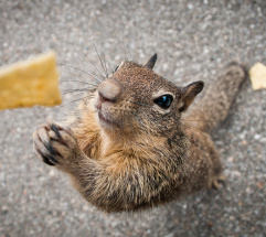 squirrel begging
