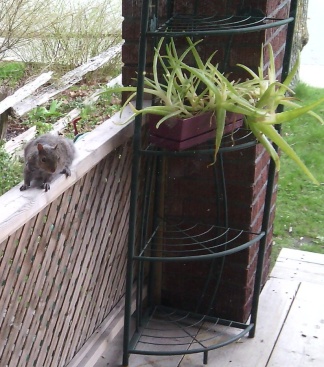 squirrel buddy closeup