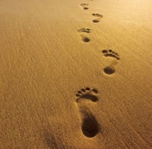 footprints