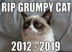 grumpy cat RIP
